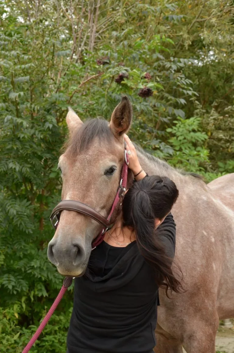 Katja bei der osteopathischen Behandlung eines Pferdes am Hals